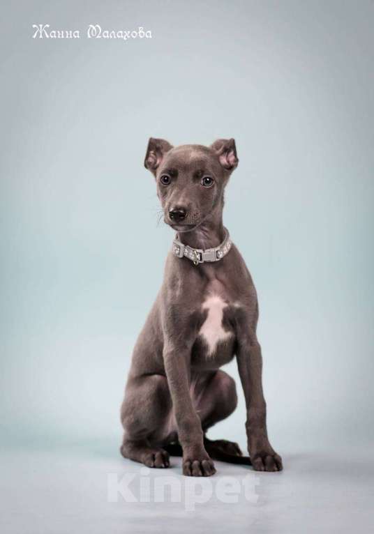 Собаки в Москве: Щенок породы Уиппет Мальчик, 100 000 руб. - фото 1