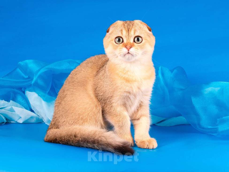 Кошки в Санкт-Петербурге: Золотой мальчик скоттиш фолд Мальчик, Бесплатно - фото 4