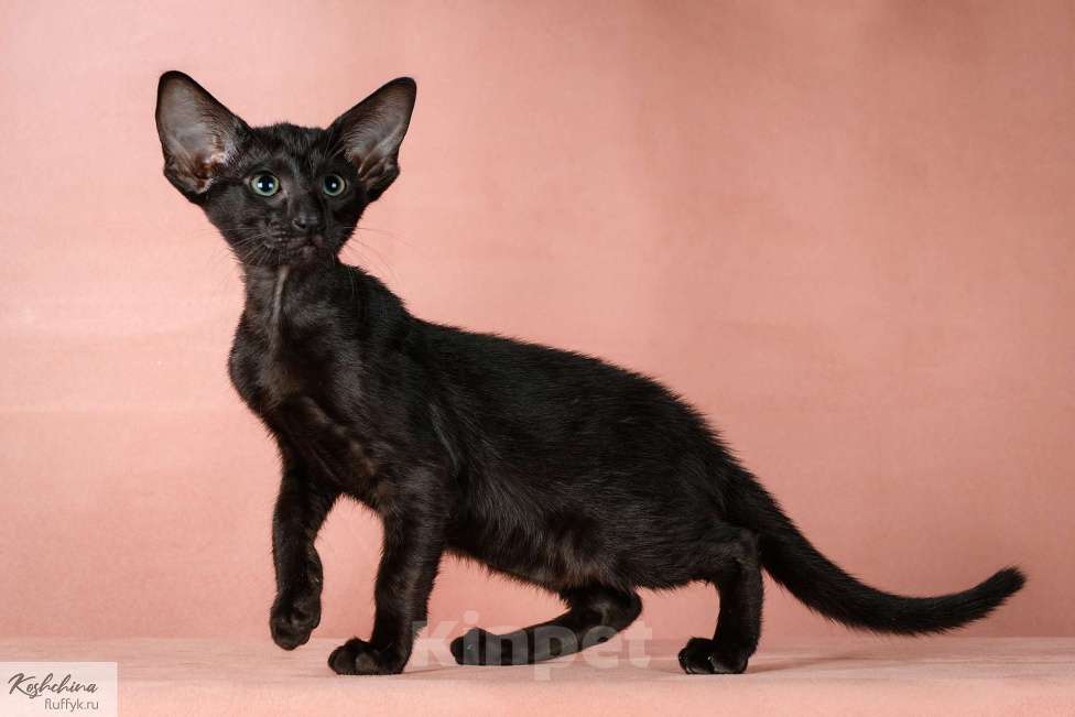 Кошки в Москве: Котенок эбони Девочка, 70 000 руб. - фото 5