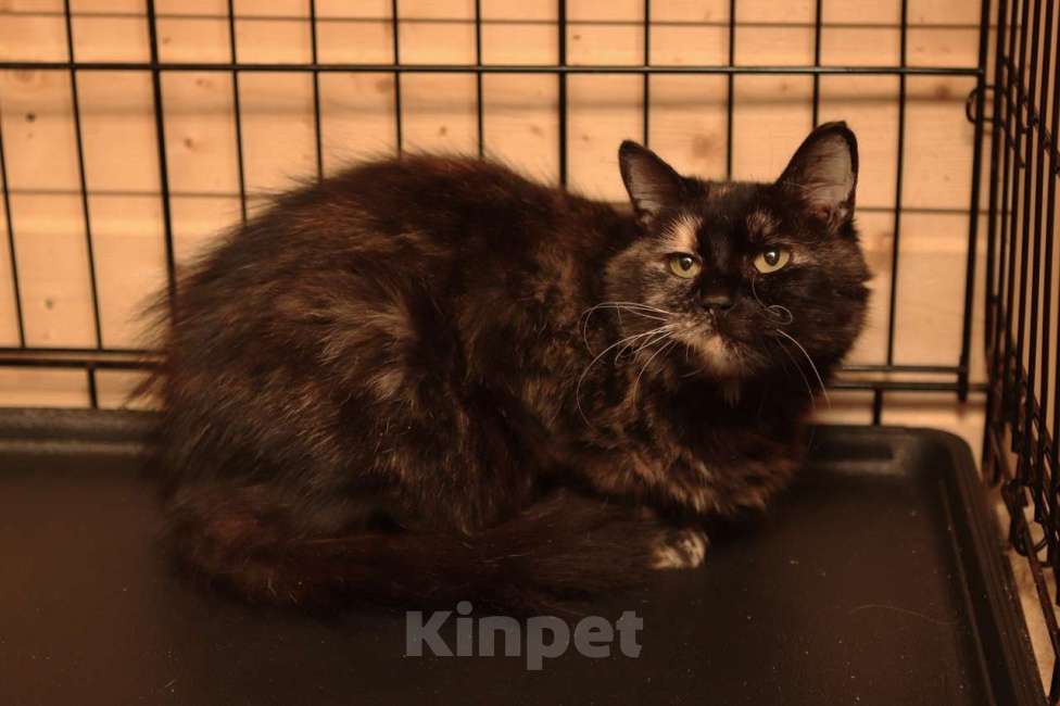 Кошки в Москве: Очаровательные котята (10 мес.) ищут дом Девочка, Бесплатно - фото 2