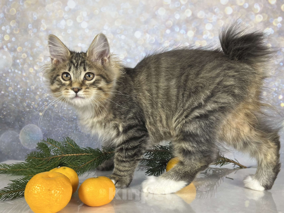 Кошки в других городах Московской области: Pixel of Rufus vallis Мальчик, 45 000 руб. - фото 1