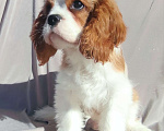 Собаки в Санкт-Петербурге: Красивый мальчик кавалер Кинг Чарльз спаниель Мальчик, 80 000 руб. - фото 4
