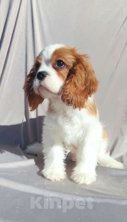 Собаки в Санкт-Петербурге: Красивый мальчик кавалер Кинг Чарльз спаниель Мальчик, 80 000 руб. - фото 4