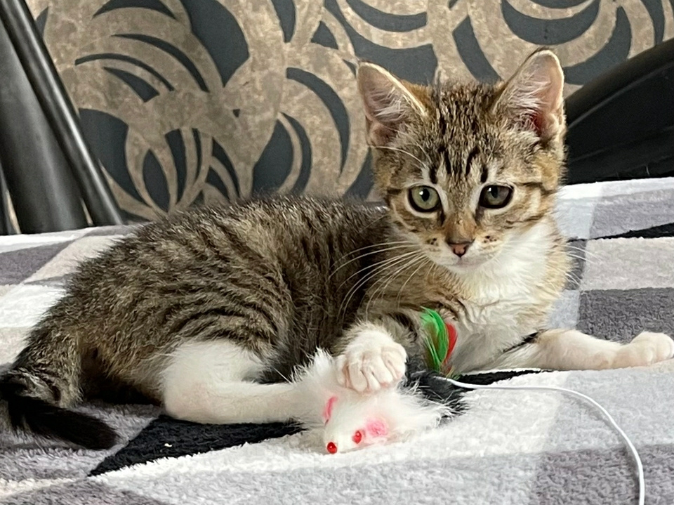 Кошки в Санкт-Петербурге: Котёнок в добрые руки Девочка, Бесплатно - фото 9
