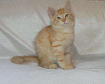 Кошки в Ливны: Сибирские котята, 25 000 руб. - фото 5