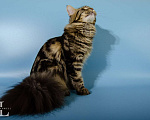 Кошки в Челябинске: Мейн-кун из питомника Девочка, 25 000 руб. - фото 4