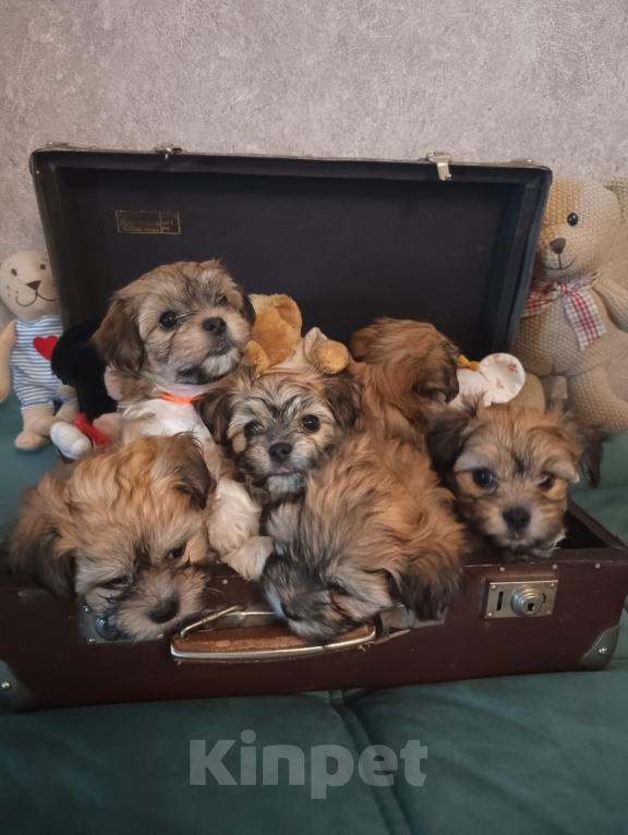 Собаки в Ростове-на-Дону: Хавамальт щенок, девочка Девочка, 110 000 руб. - фото 3