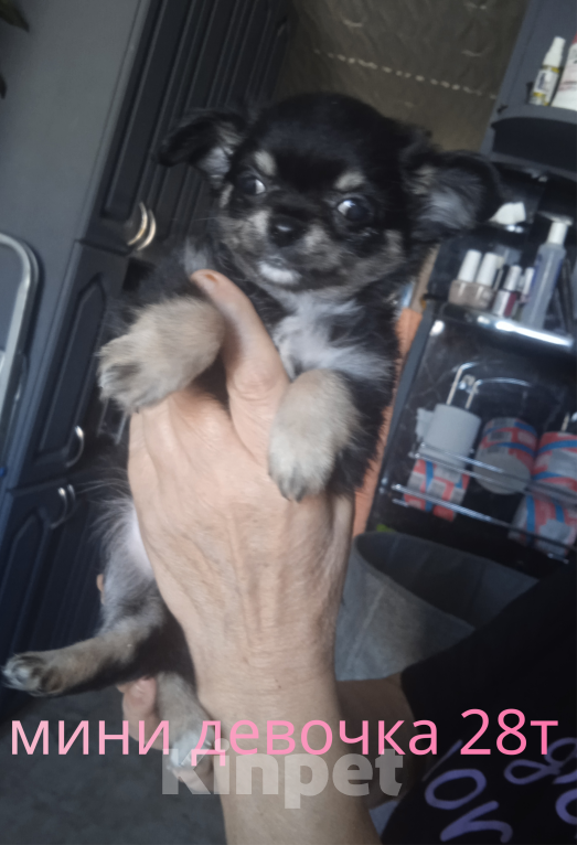 Собаки в Санкт-Петербурге: Чихуахуа мини Разнополые, 25 000 руб. - фото 2