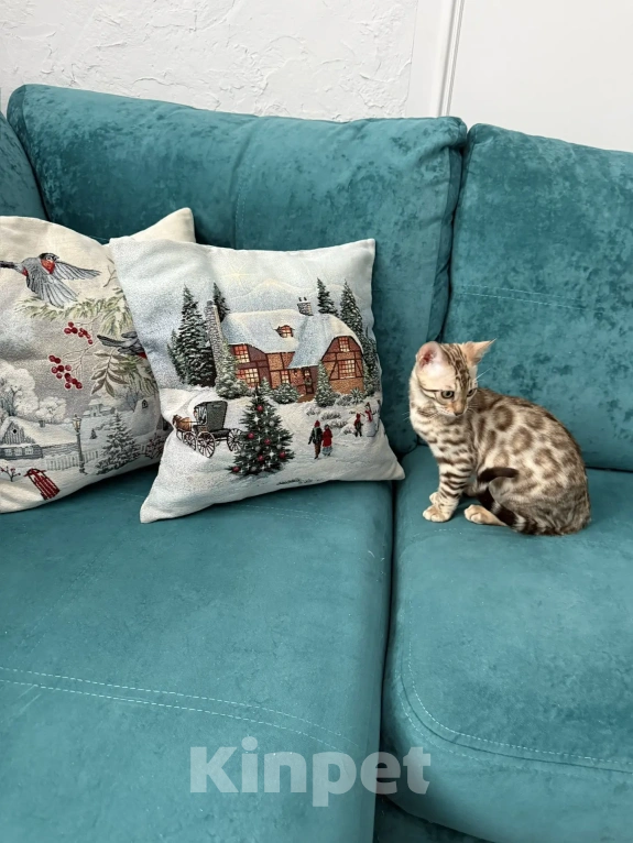 Кошки в Екатеринбурге: Чистокровная бенгальская кошечка Девочка, 60 000 руб. - фото 4