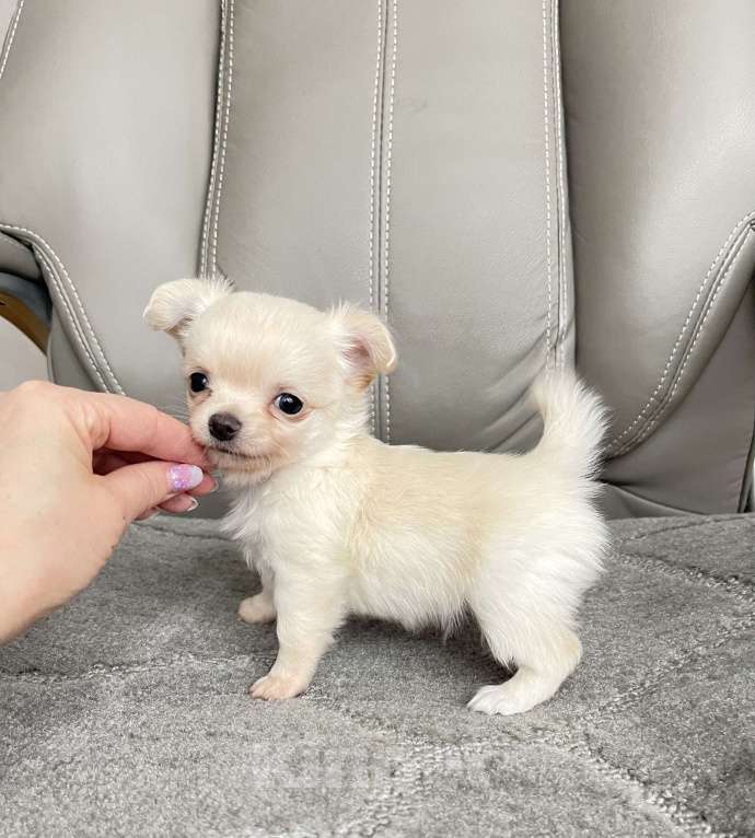 Собаки в Люберцах: Чихуахуа  Мальчик, 37 000 руб. - фото 3