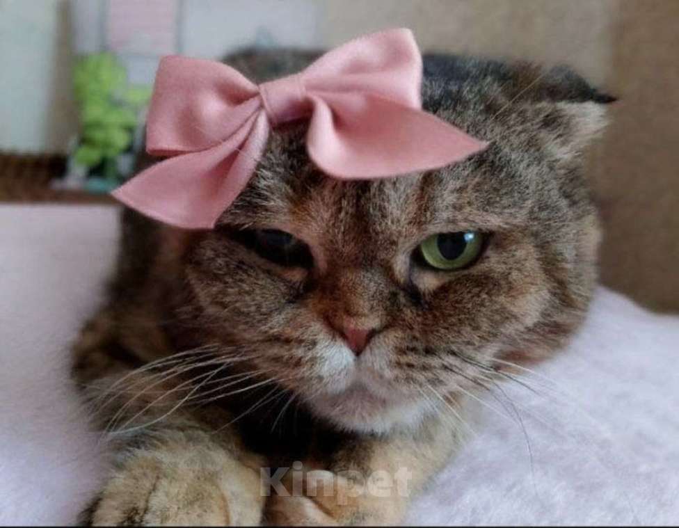 Кошки в Москве: Мия, 4.5 года, метис шотландской вислоухой Девочка, Бесплатно - фото 5