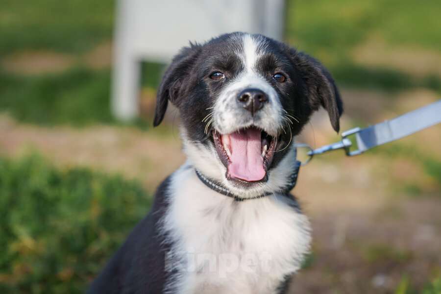 Собаки в Москве: Ищу родителей! В добрые руки. Мальчик, Бесплатно - фото 1