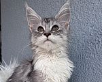 Кошки в Кудрово: Котенок Мейн-кун девочка Девочка, 55 000 руб. - фото 1