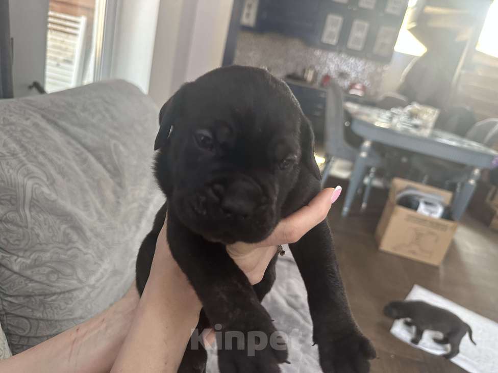 Собаки в других городах Московской области: Щенки Кане-корсо Мальчик, 45 000 руб. - фото 4