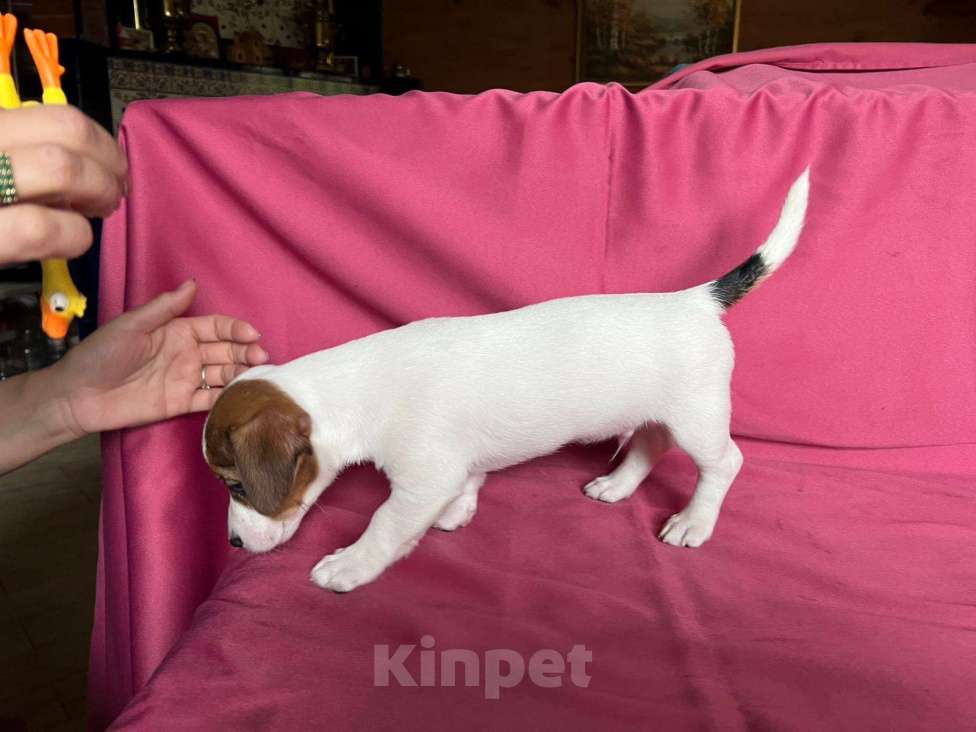 Собаки в Москве: Продается племенной  щенок джек рассел тер. 3  мес мальчик Мальчик, Бесплатно - фото 2