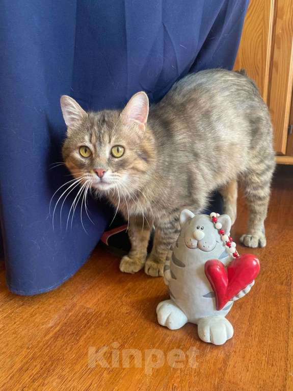 Кошки в Москве: Котик Луня ищет дом  Мальчик, Бесплатно - фото 5