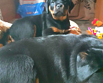 Собаки в Домодедово: Щенки ротвейлера  Девочка, 30 000 руб. - фото 2