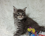 Кошки в Ярославле: Котёнок Мейн кун Девочка, 80 000 руб. - фото 1