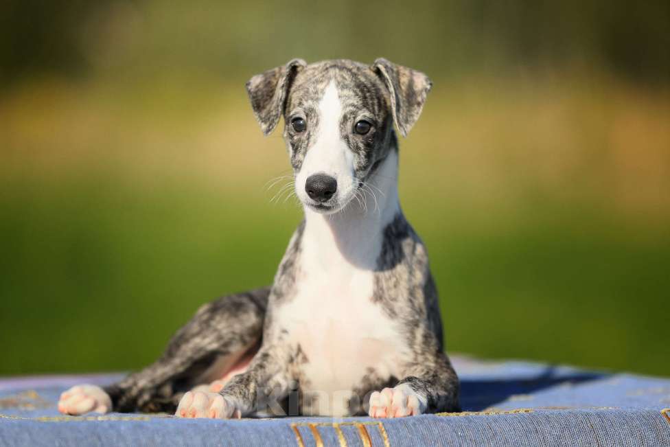 Собаки в Москве: Невероятно красивая тигровая девочка уиппет ШОУ класса Девочка, 50 000 руб. - фото 4