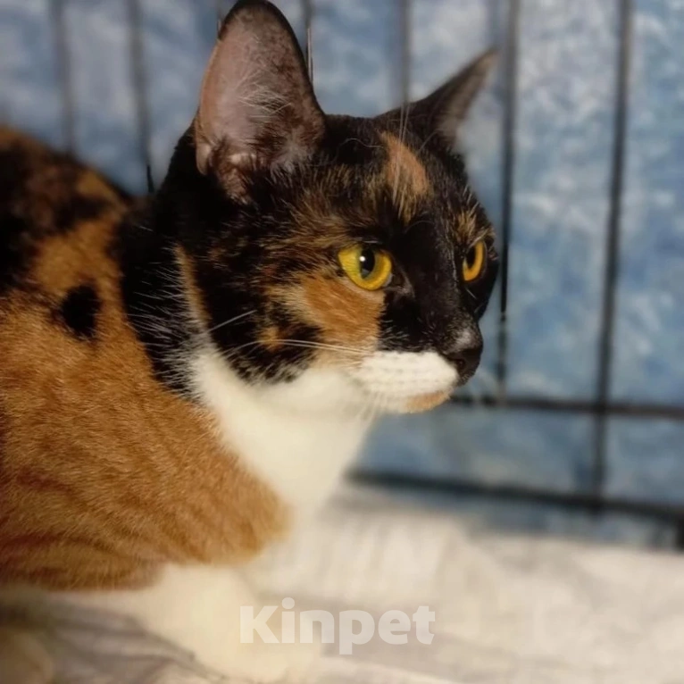 Кошки в Москве: Полгода заточения в клеточке Девочка, Бесплатно - фото 5