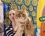 Кошки в Москве: Коты Мейн-Кун на вязку Мальчик, 5 000 руб. - фото 4