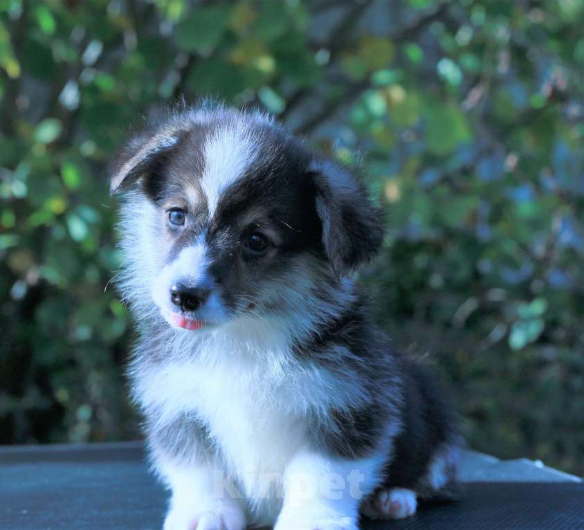 Собаки в Москве: вельш корги пемброк щенки Мальчик, 90 000 руб. - фото 4