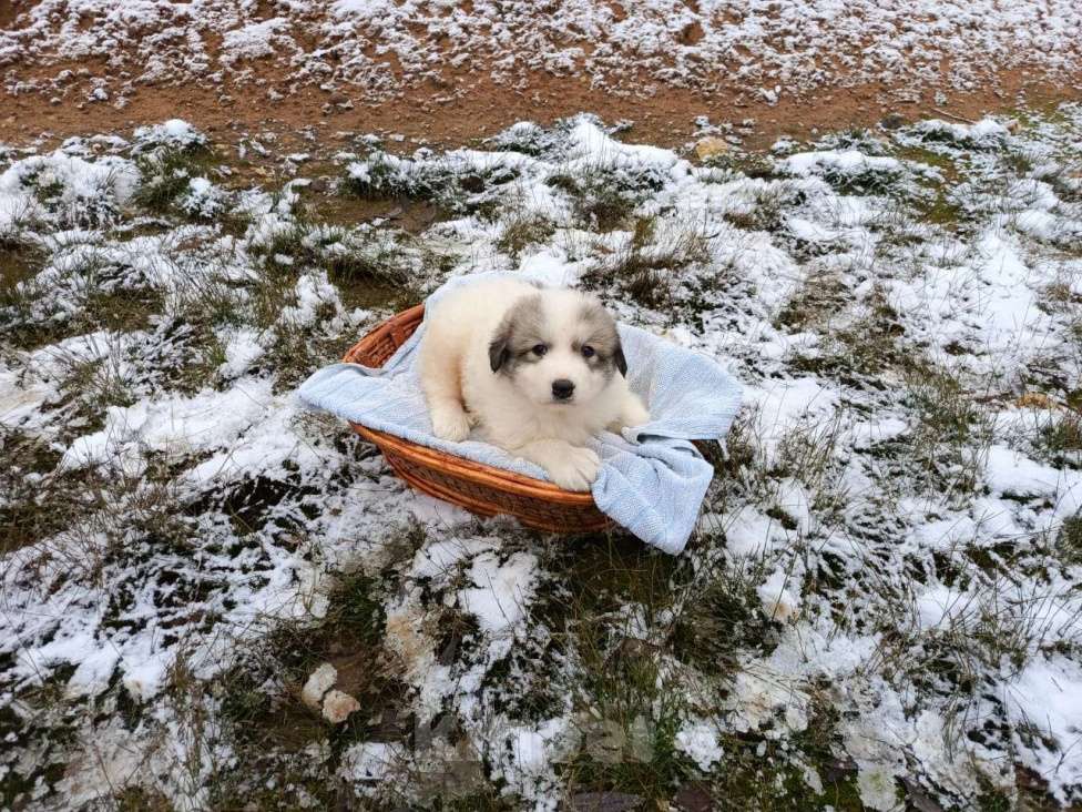 Собаки в Малоярославце: щенки пиренейской горной собаки_мальчик 2 Мальчик, 40 000 руб. - фото 7