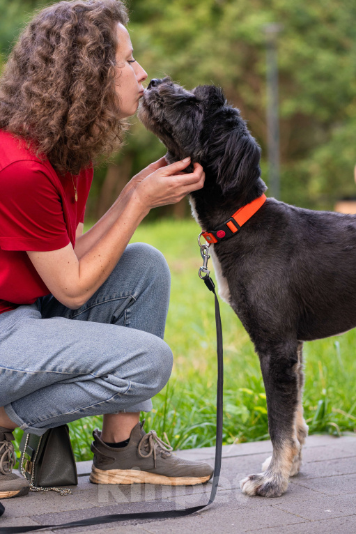 Собаки в Москве: Зелибоба (Боб) Мальчик, Бесплатно - фото 5
