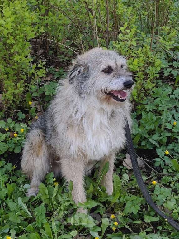 Собаки в Санкт-Петербурге: Кокос из приюта в добрые руки Мальчик, Бесплатно - фото 6
