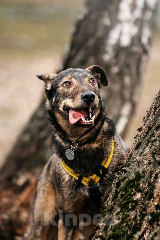 Собаки в Москве: Искренний и добрый пёсик из приюта в добрые руки Мальчик, Бесплатно - фото 3