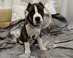 Собаки в Туле: Щенок Амстаффа Мальчик, 25 000 руб. - фото 2