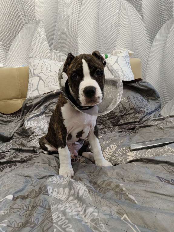 Собаки в Туле: Щенок Амстаффа Мальчик, 25 000 руб. - фото 2