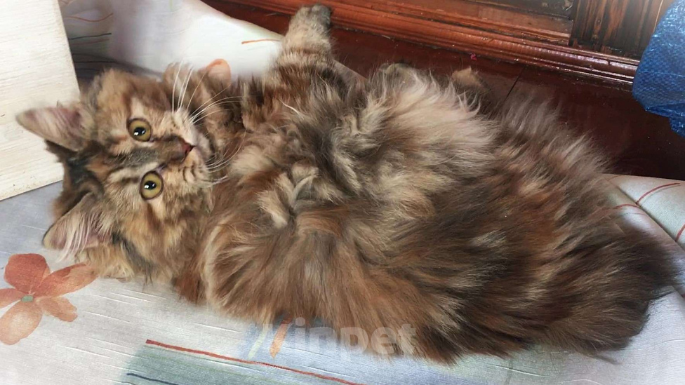 Кошки в Москве: Кошечка курильский бобтейл Девочка, Бесплатно - фото 2