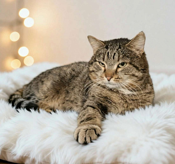 кот в добрые руки