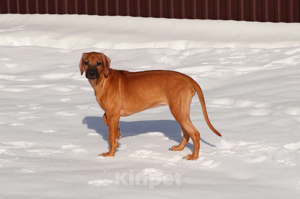 Собаки в Москве: Девочка Родезийского Риджбека Девочка, Бесплатно - фото 5