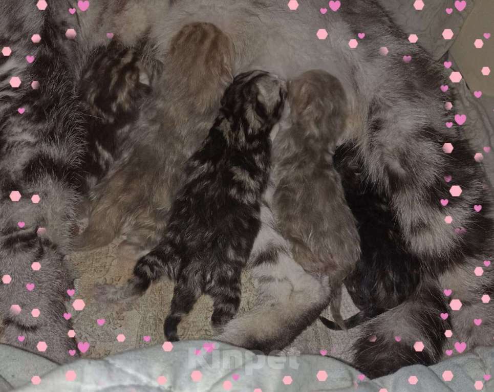 Кошки в Москве: К резерву мраморные шотландские котята Мальчик, Бесплатно - фото 1