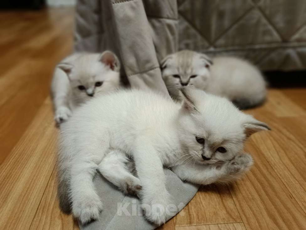 Кошки в Ростове-на-Дону: Мальчик 2 Мальчик, 13 000 руб. - фото 2