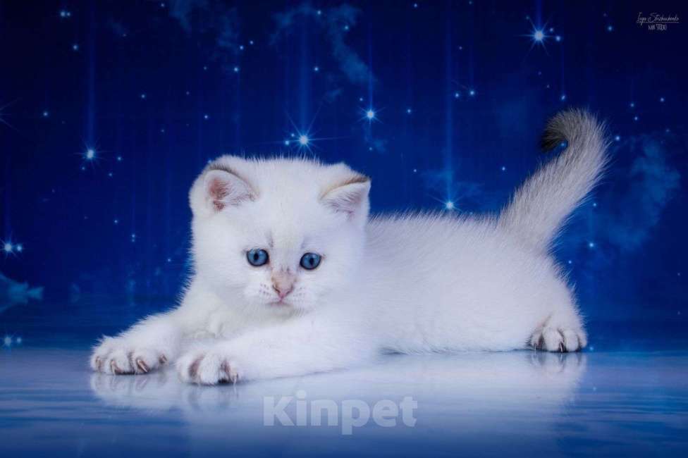 Кошки в Петрозаводске: Шотландские котята золотая шиншилла в поинтовом окрасе Мальчик, 37 000 руб. - фото 4