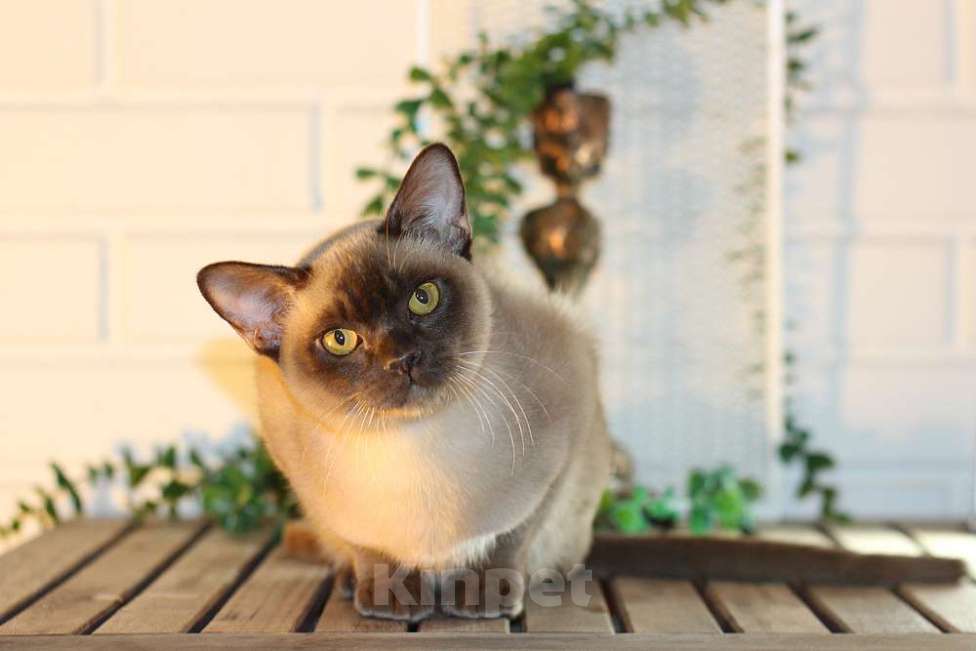 Кошки в Москве: Бурма котята разных окрасов Мальчик, 90 000 руб. - фото 3