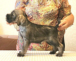Собаки в Москве: Щенки стандартного шнауцера Девочка, 50 000 руб. - фото 5
