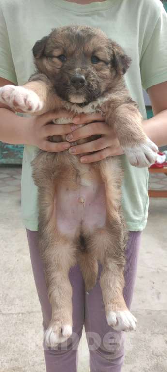 Собаки в Волгограде: Щенки метисы овчарки Мальчик, 1 000 руб. - фото 3