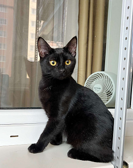 Котенок Марсик источник оптимизма в добрые руки