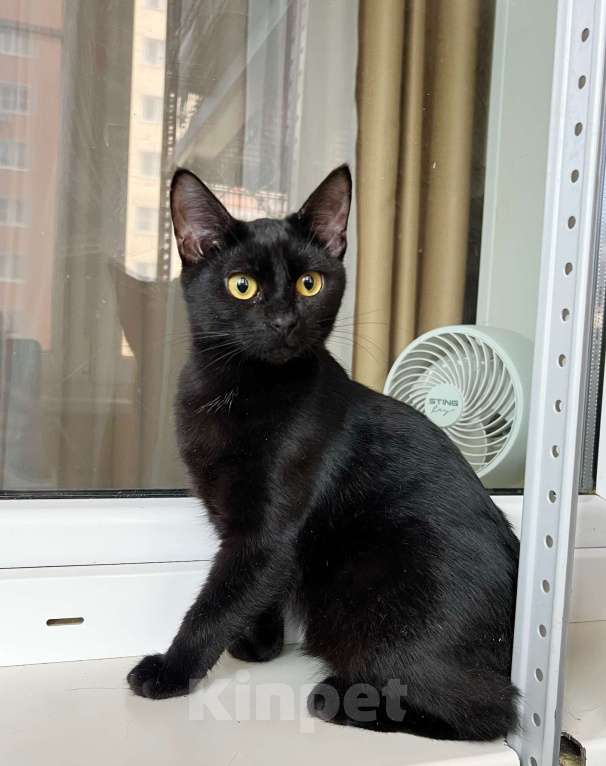 Кошки в Москве: Котенок Марсик источник оптимизма в добрые руки Мальчик, Бесплатно - фото 1