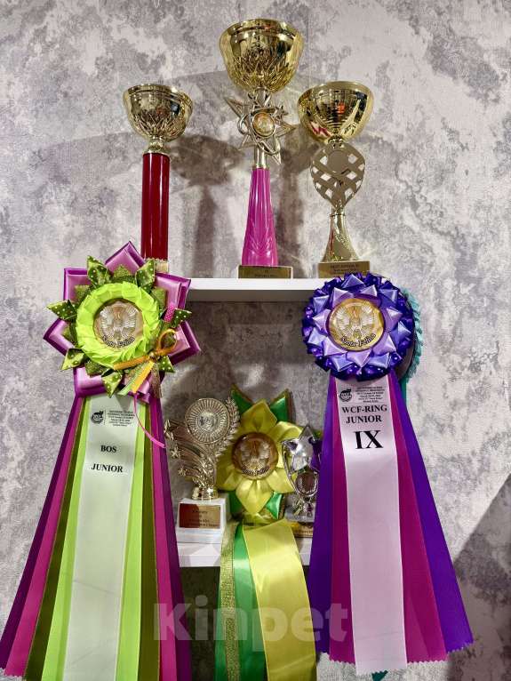 Кошки в Барнауле: Абиссинский кот, вязка Мальчик, Бесплатно - фото 4