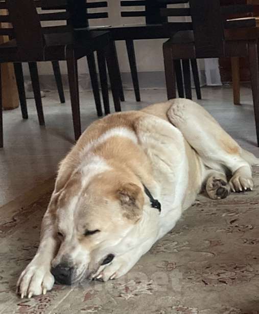 Собаки в Москве: Ищем заботливых хозяев для алабая  Девочка, Бесплатно - фото 1