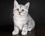 Кошки в Москве: Котята курильского бобтейла короткошерстные  Девочка, Бесплатно - фото 5