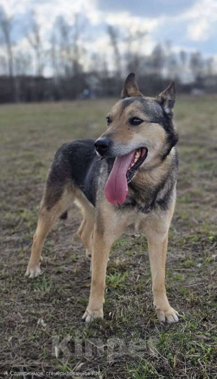 Собаки в Королеве: Яша ждёт своего человека! Мальчик, Бесплатно - фото 7