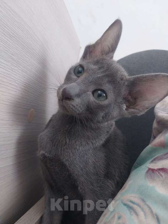 Кошки в Краснодаре: Ори девочка голубого окраса   Девочка, 20 000 руб. - фото 3