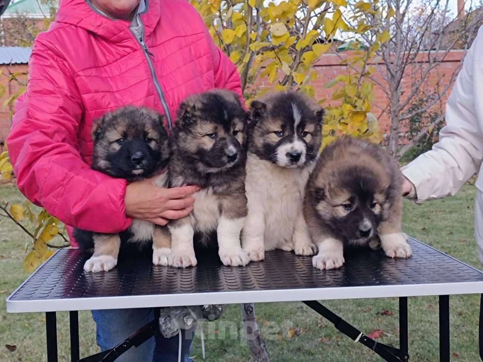 Собаки в Екатеринбурге: Хороший щенок сука Девочка, 40 000 руб. - фото 1