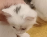 Кошки в Волгограде: Кошечка беленькая с черной челкой Девочка, Бесплатно - фото 3